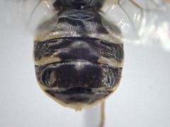 Odontomyia pubescens