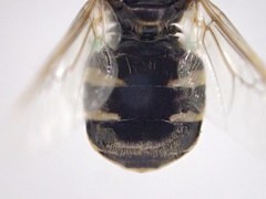 Odontomyia pubescens