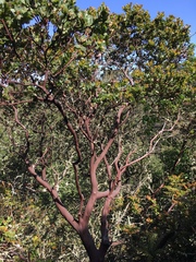 Arctostaphylos pallida