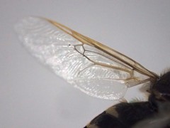 Odontomyia pubescens