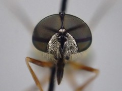 Odontomyia pubescens
