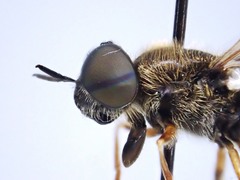 Odontomyia pubescens