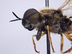 Odontomyia pubescens