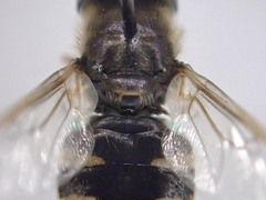 Odontomyia pubescens