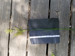 Juncus nodatus