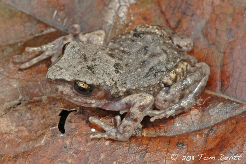 Great Peeping Frog