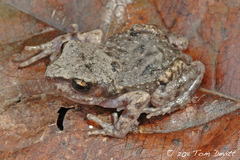 Great Peeping Frog photo 2