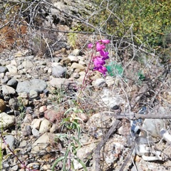 Penstemon spectabilis subinteger
