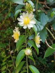 Pereskia