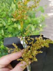 Juncus nodatus