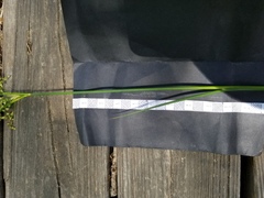 Juncus nodatus