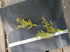 Juncus nodatus
