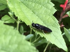 Hermetia relicta