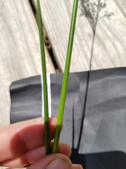 Juncus nodatus