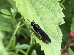 Hermetia relicta