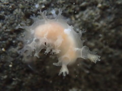 Tritonicula myrakeenae