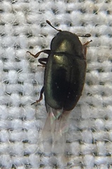 Brassicogethes aeneus