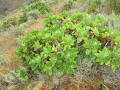 Munzothamnus blairii