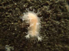 Tritonicula myrakeenae