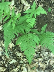 Phegopteridoideae