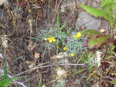 Eschscholzia ramosa