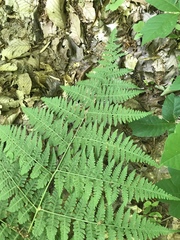 Phegopteridoideae