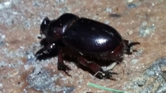 Temnorhynchus retusus