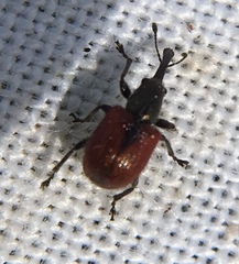 Tatianaerhynchites aequatus