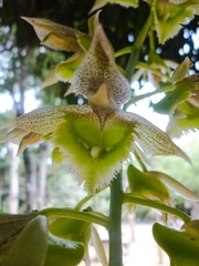 Catasetum