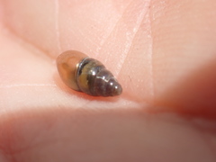 Cochlicopa lubrica