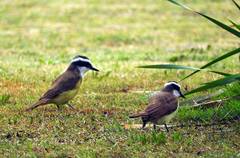 Pitangus sulphuratus