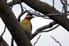 Colaptes melanochloros