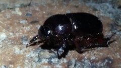 Temnorhynchus retusus