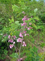 Robinia hispida rosea