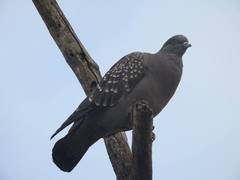 Patagioenas maculosa