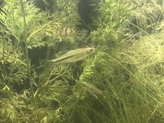 Largescaled Rasbora photo 3
