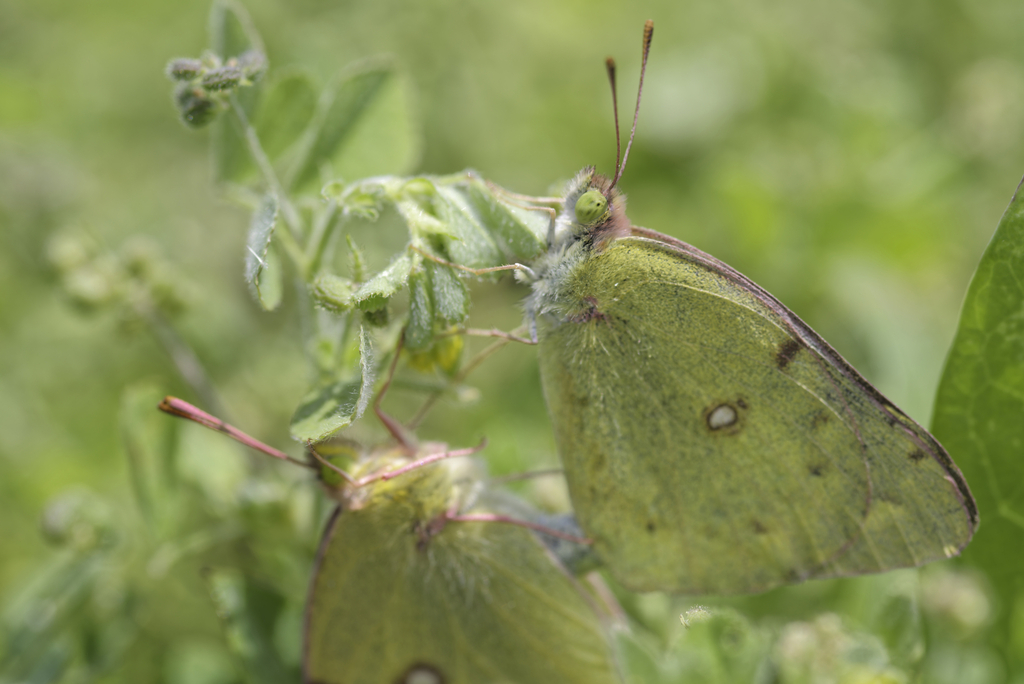 노랑나비 in 4월 2024 by Zuiko Nakaji · iNaturalist 노랑나비 (Colias poliographus)