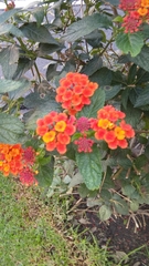 Lantana camara