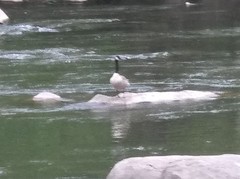 Branta canadensis
