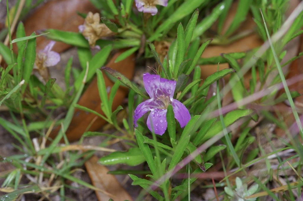 Snakeherb from Mills County, TX, USA on April 26, 2024 at 11:03 AM by ...