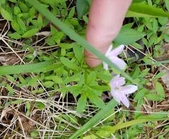 Claytonia