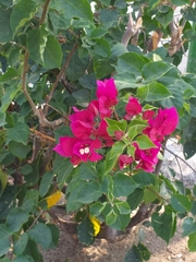 Bougainvillea