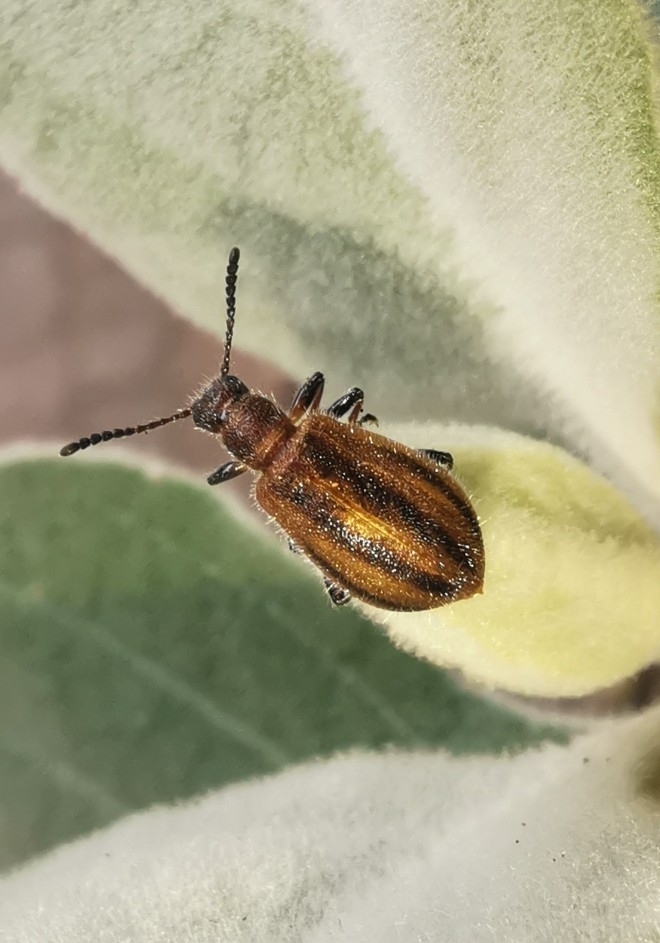 Striped Hairy Darkling Beetle