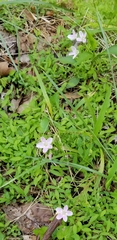 Claytonia