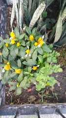Pachystachys lutea