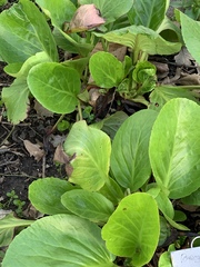 Bergenia