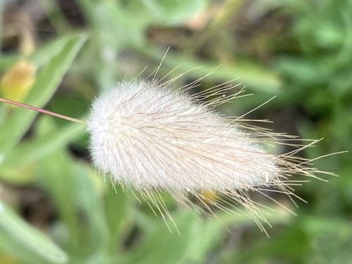 Hare's Tail Grass