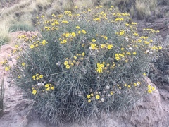 Senecio clivicola