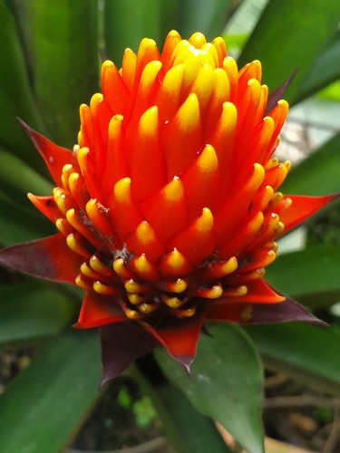 Guzmania conifera