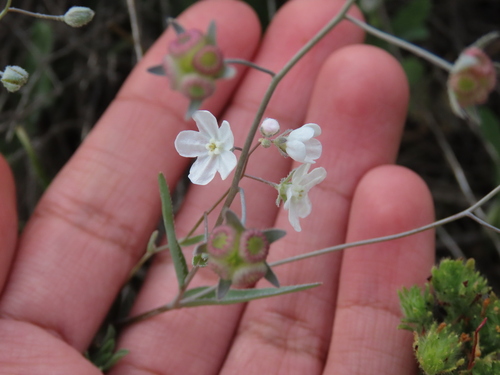 Iberodes linifolia, photograph 4